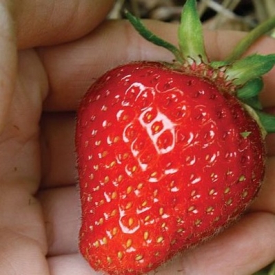 Земляника Элеганс