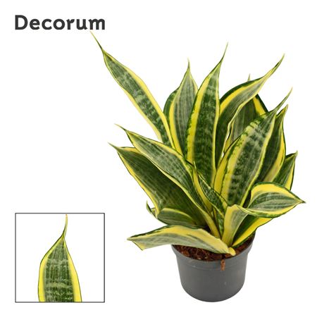 Sansevieria Hi Color
