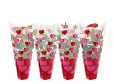 Anth An Mix 5+ In Heart Sleeve Lilly
