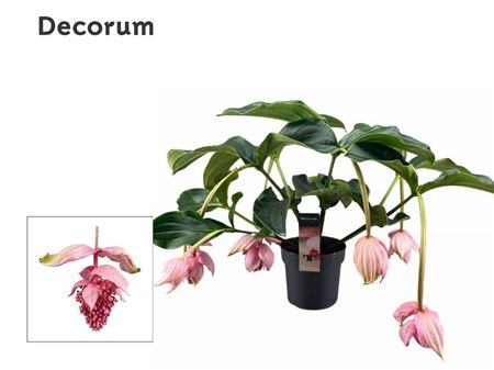Medinilla Magnifica 2 Etage 6 Knop (decorum)