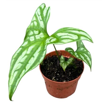 Cercestis Mirabilis