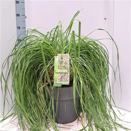 Pennisetum Al Black Beauty