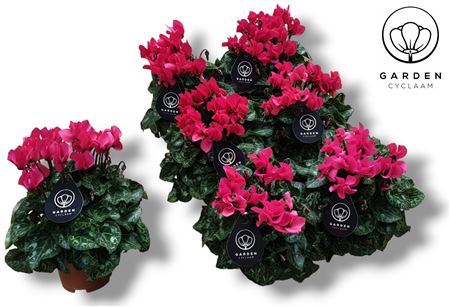 Cyclamen Garden Pink