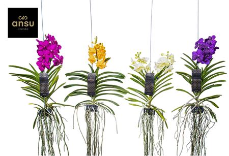 Vanda Mix Medium - Colour Mix