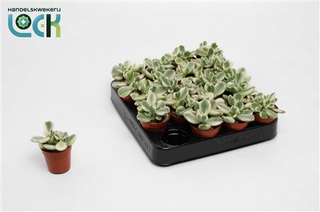 Cotyledon Ladismithiensis Varigata