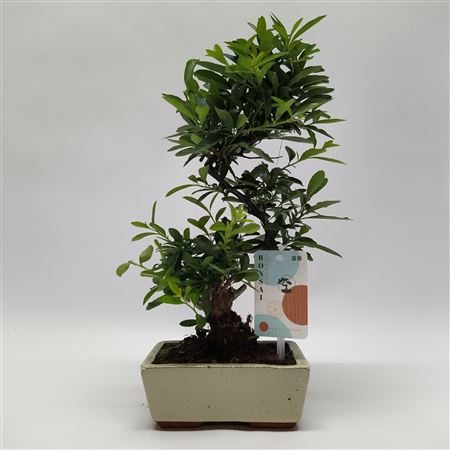 Pyracantha S-shape Bonsai 'traditional'