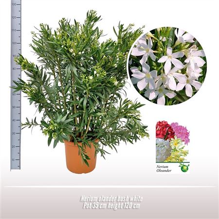 Nerium Oleander White On Stem