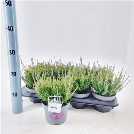 Calluna Gg Hilda