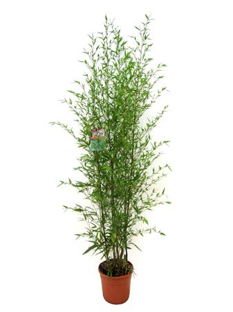Bambusa Aurea