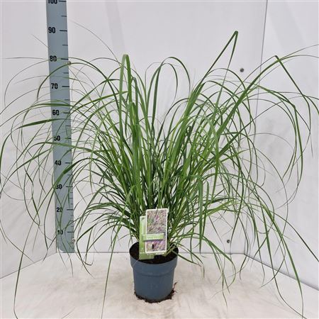 Pennisetum Alopecuroides Black Beauty