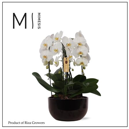 Phal 4st Crown White In Black Ceramic (mimesis)