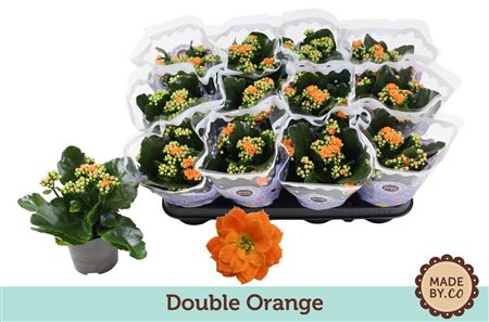 Kal Ros Orange