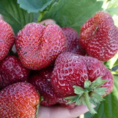 Земляника Вима Ксима