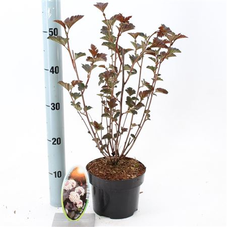 Physocarpus Op Red Baron