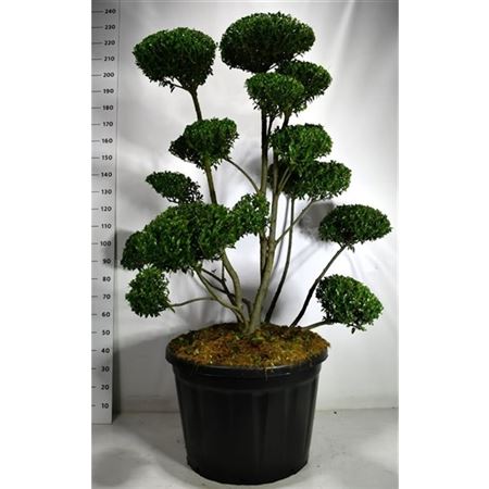 Ilex Impala