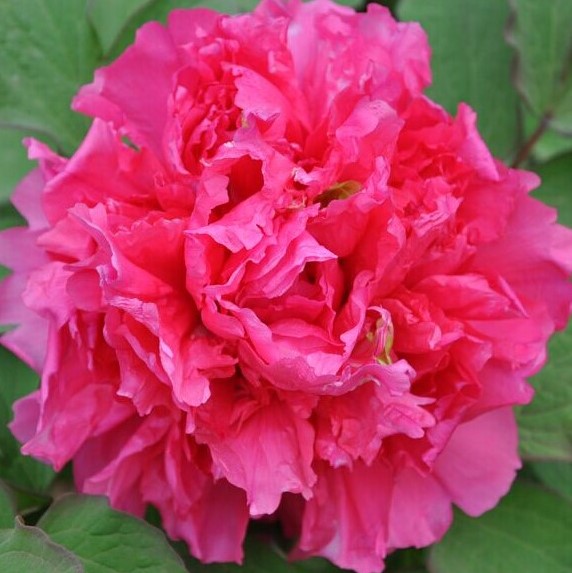 Пион древовидный Алая Волна в тубе