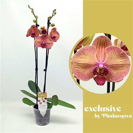 Phal 2st Helena 14+ (phalaenova)