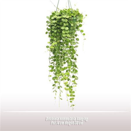 Dischidia Nummularia Hang