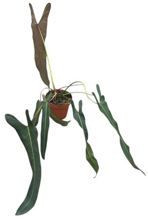 Philodendron Spiritus Sancti