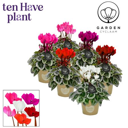 Cyclamen Picasso Garden Mix
