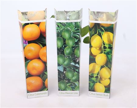 Citrus/mediterranean Mix No Fruit