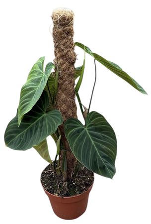 Philodendron Splendid