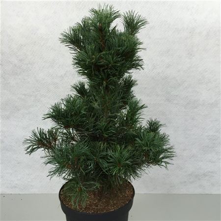 Pinus Parv Bonsai