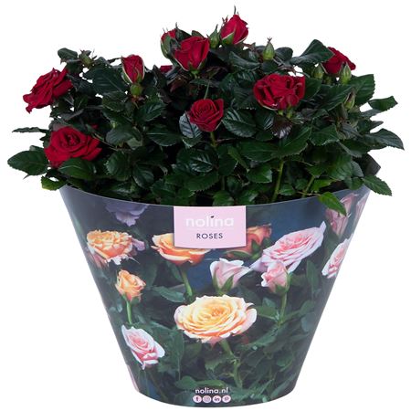 Rosa Patio Red
