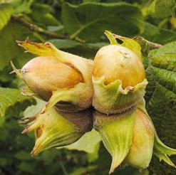 Лещина обыкновенная Первенец в тубе