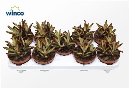 Kalanchoe Tomentosa Chocolate Soldier