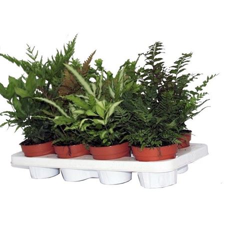 Pteris Mix