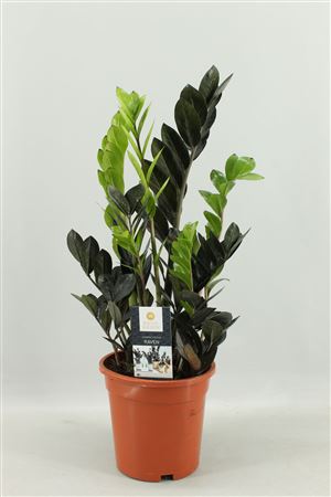 Zamioculcas Raven