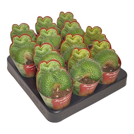 Mammillaria Spinosissima Un Pico Crestata Potcover