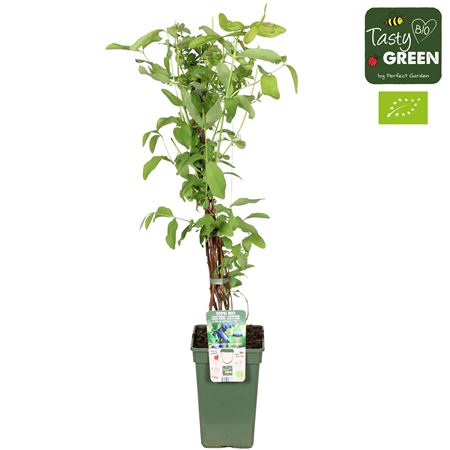 Lonicera Kamtschatica Duet Bio
