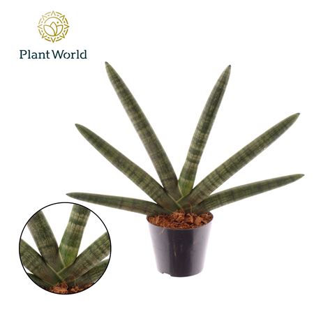 Sansevieria Skyline