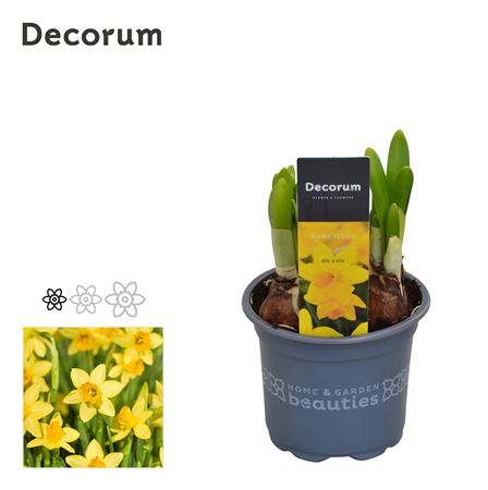 Narcissus Spring Sunshine (decorum)
