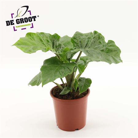 Alocasia Low Rider