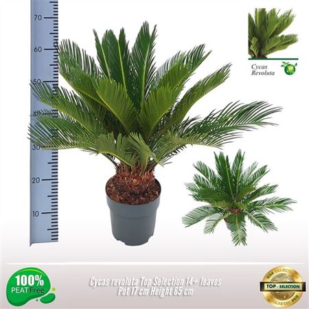 Cycas Revoluta Top Selection