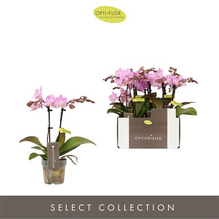 Phal Mini 2st Pink Ceramic