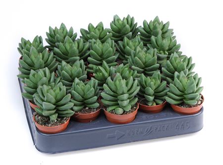 Crassula Ben