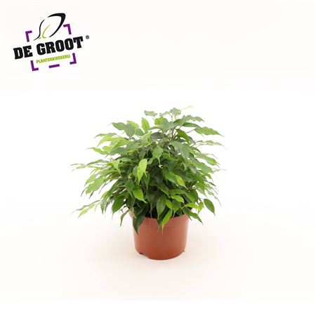 Ficus Be Green Kinky