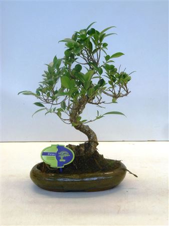 Bonsai Ficus Retusa S-shape Without Drip Tray