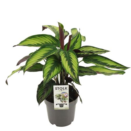 Calathea Beautystar (princeps)