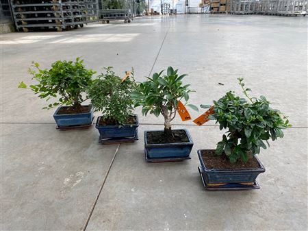 Bonsai Mix 5 Years With Saucer