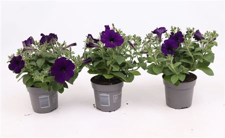Alpetunia Dark Blue