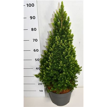 Picea Gl Rainbow's End