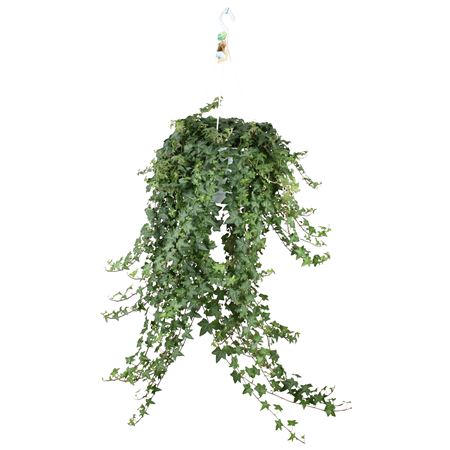 Hedera Pittsburgh Hangpot