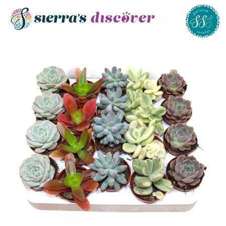 Succulent Sevilla Mix