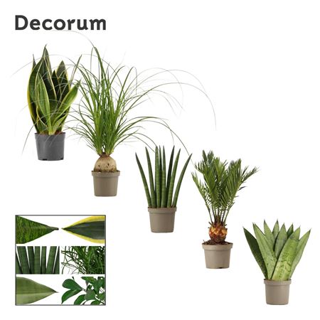 Sansevieria Aub Mix