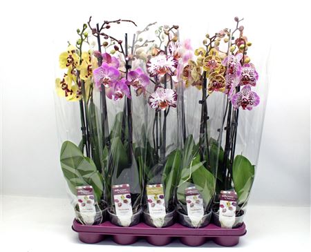Phal 2st Spotted Mix 18+ (phalaenova)